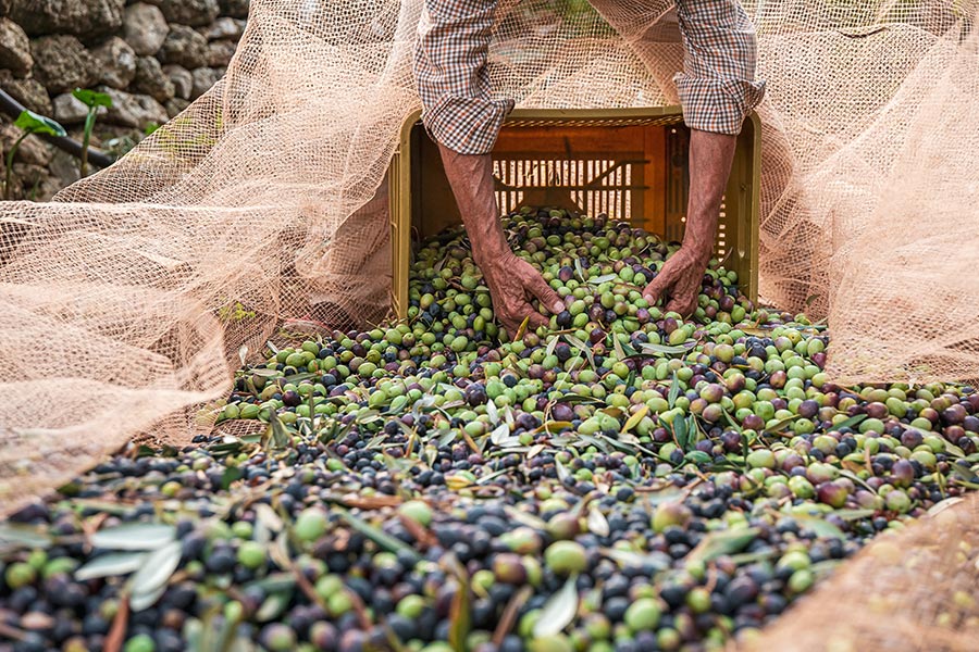 Recolección de aceituna desde red