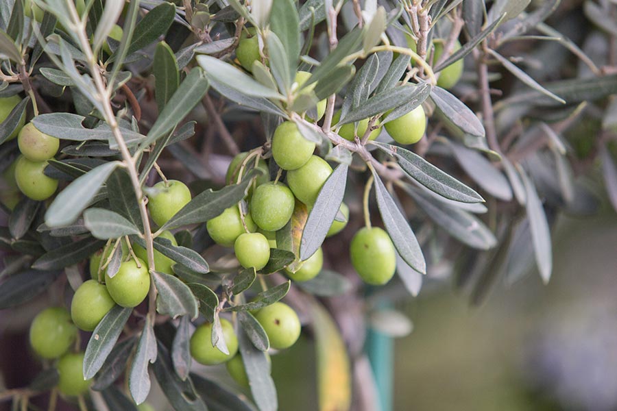 aceitunas en olivo ya maduras