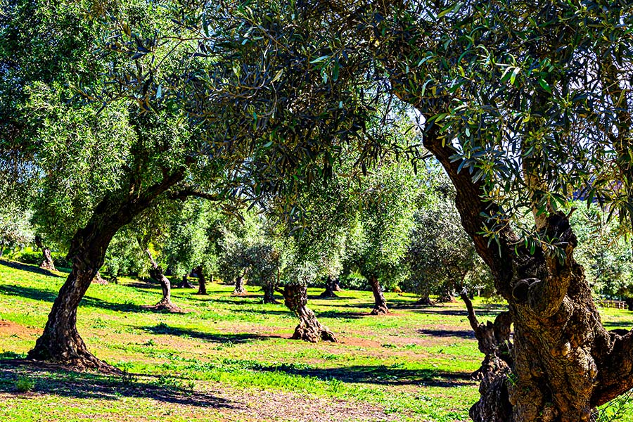 campo de olivos en españa sevilla