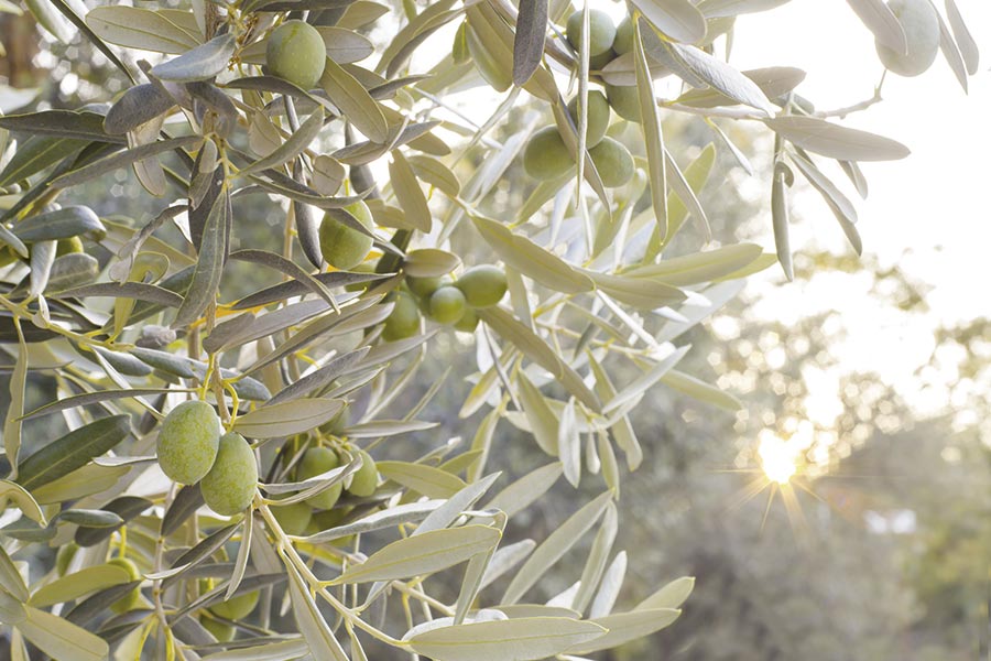 Arbol de Olivo con sus hojas y ramas