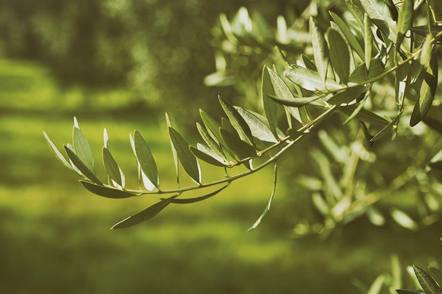 Arbol de olivo