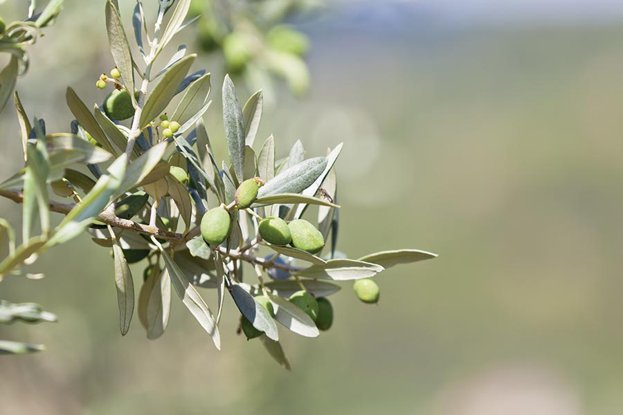 Hojas de olivo en arbol