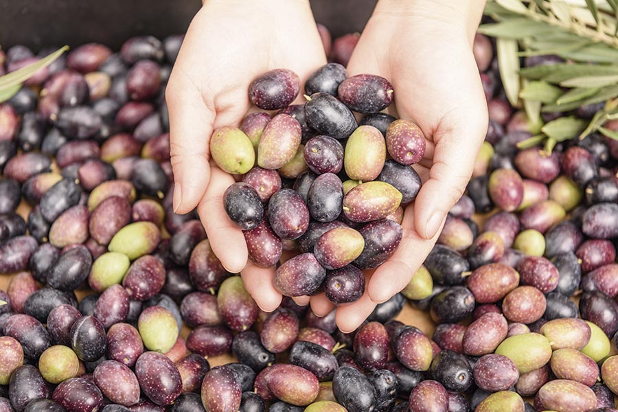 Seleccionando mejores aceitunas