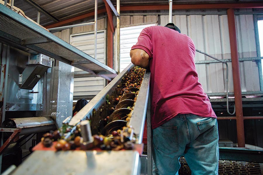 Triturando la aceituna